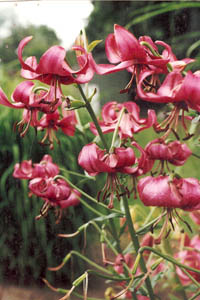 Lily Perennial
